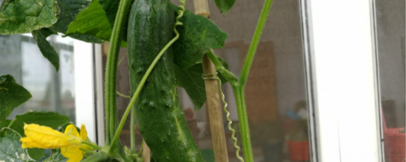 黄瓜苗定植后发黄的原因 移栽黄瓜苗发黄原因与治疗