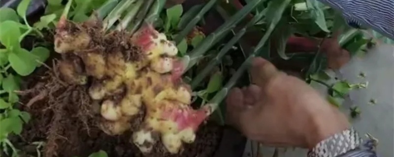 生姜可以一年四季种植吗(生姜四季都能种植吗)