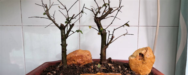 快递树苗二十天还能活吗（快递树苗能存活多少天）