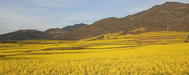 油菜壳可以喂羊吗 油菜壳能喂羊吗