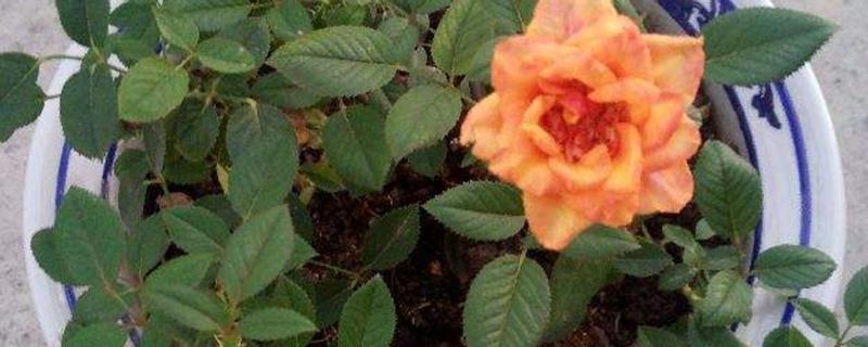 月季缓苗期一般是多久 月季怎样才算缓苗成功