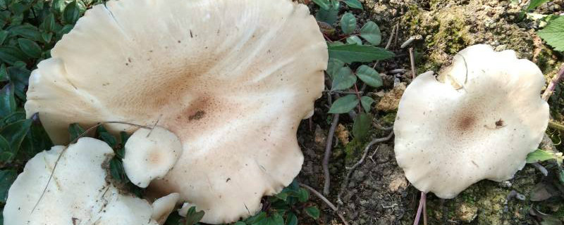 用玉米芯种植蘑菇方法和步骤(玉米芯种植蘑菇的方法)