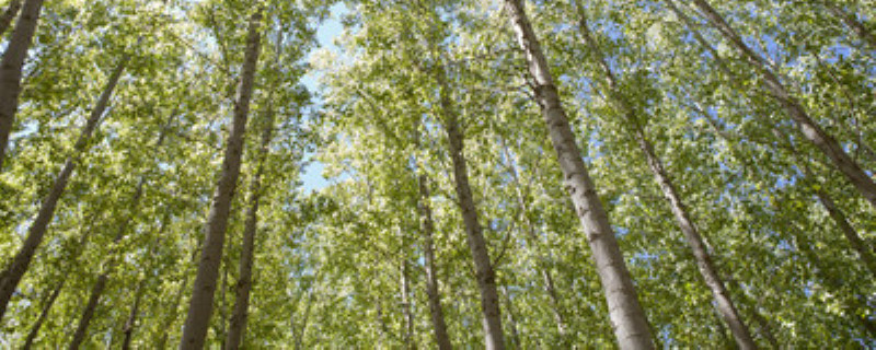 树地打什么除草剂不伤树（什么农药除草不伤树）