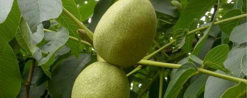 猕猴桃的施肥禁忌 猕猴桃施肥技术及注意事项