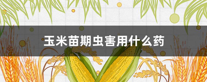 玉米苗期虫害用什么药（玉米苗期虫害用什么药好）