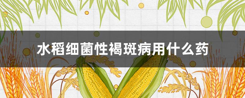 水稻细菌性褐斑病用什么药 水稻细菌性褐斑病用什么药效果好