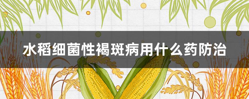 水稻细菌性褐斑病用什么药防治（水稻细菌性褐斑病用什么药防治呢）