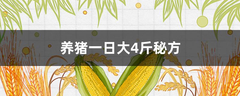 养猪一日大4斤秘方(猪一天长4斤的配方)