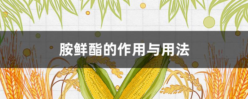 胺鲜酯的作用与用法 赤霉胺鲜酯的作用与用法