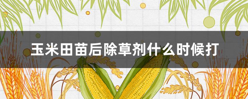 玉米田苗后除草剂什么时候打（玉米地苗前除草剂什么时候打）