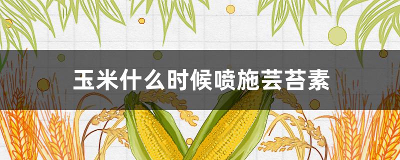 玉米什么时候喷施芸苔素（玉米什么时候喷施芸苔素最好）