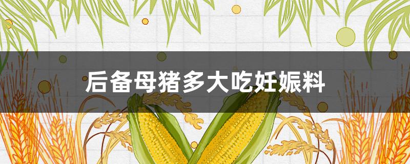 后备母猪多大吃妊娠料(后备母猪妊娠期饲料用量)