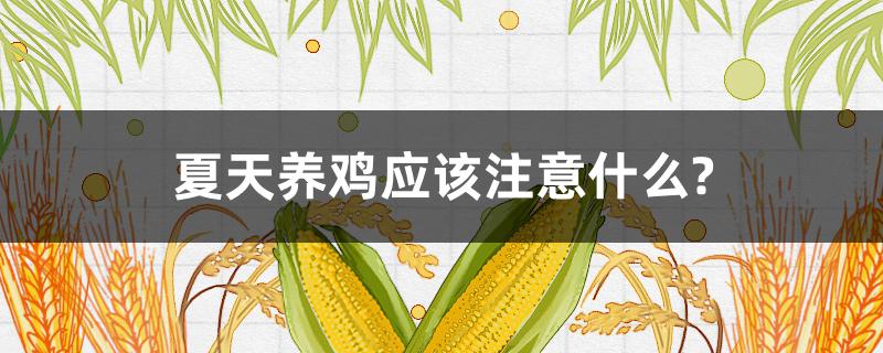 夏天养鸡应该注意什么?(夏天养鸡需要注意什么)