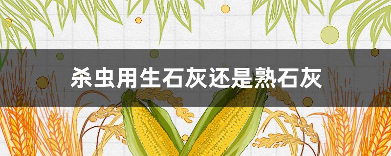 杀虫用生石灰还是熟石灰 生石灰防虫还是熟石灰防虫