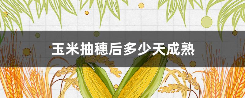 玉米抽穗后多少天成熟（玉米抽穗后多少天成熟呢）