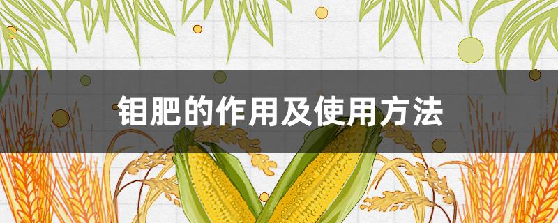 钼肥的作用及使用方法(大豆硼钼肥的作用及使用方法)