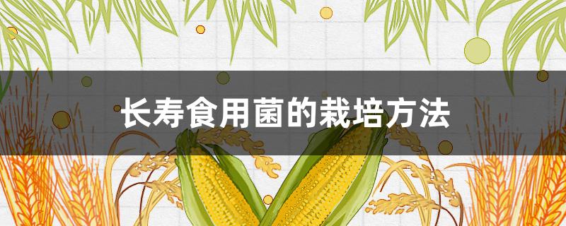 长寿食用菌的栽培方法（长寿食用菌的栽培方法有哪些）