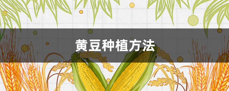 黄豆种植方法(黄豆种植方法步骤)