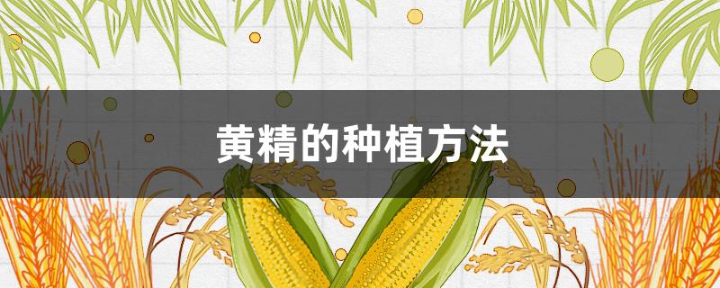 黄精的种植方法（黄精的种植方法及条件）