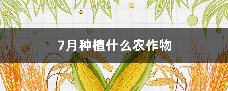 7月种植什么农作物 浙江7月种植什么农作物