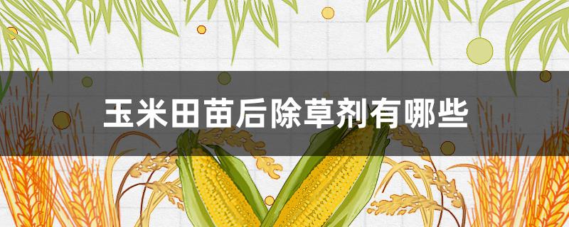 玉米田苗后除草剂有哪些 玉米苗前用什么除草剂