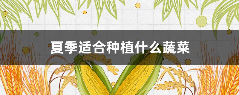 夏季适合种植什么蔬菜（云南夏季适合种植什么蔬菜）