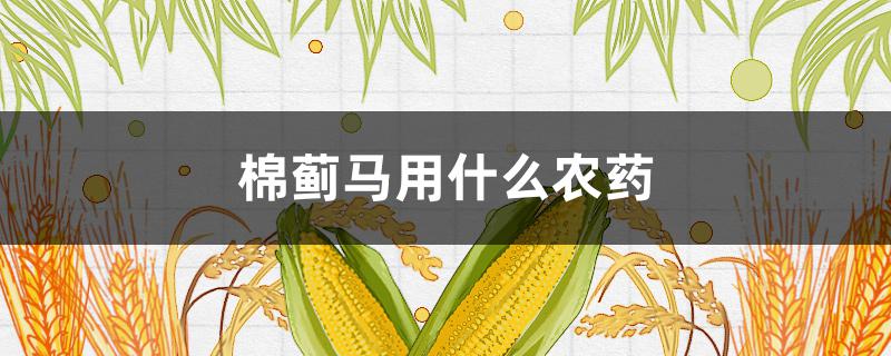 棉蓟马用什么农药 棉花蓟马用什么药