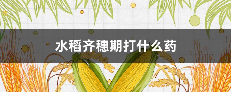 水稻齐穗期打什么药（水稻齐穗期什么时候打药最好）
