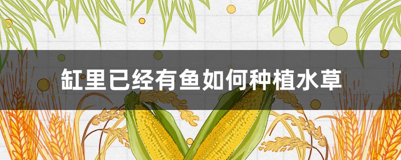 缸里已经有鱼如何种植水草(鱼缸里有鱼的情况下怎么种植水草)