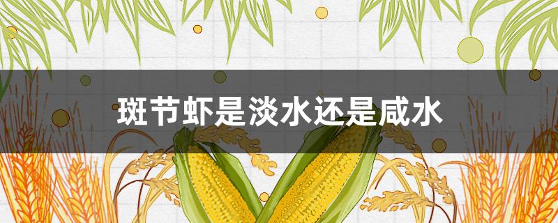 斑节虾是淡水还是咸水 观赏虾是淡水还是咸水