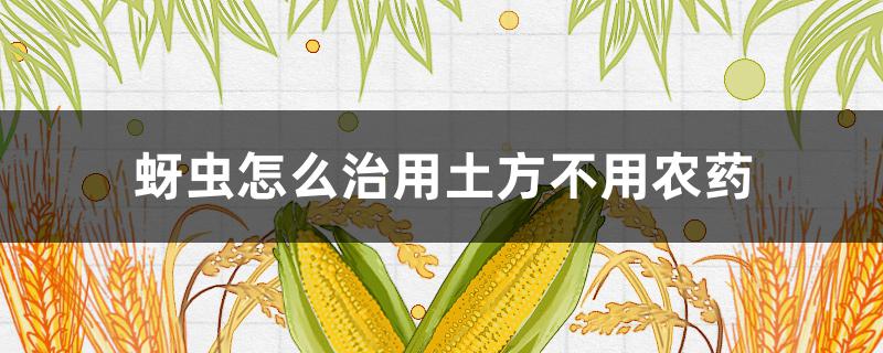 蚜虫怎么治用土方不用农药（土方治蚜虫怎么治用土方）