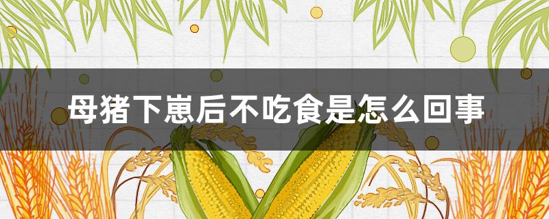 母猪下崽后不吃食是怎么回事 母猪下完崽子不爱吃食怎么办?