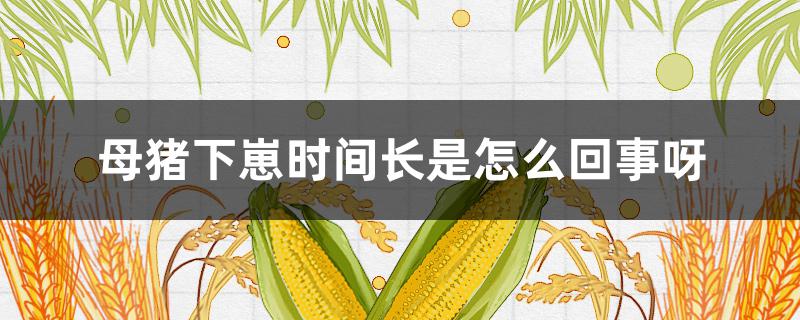 母猪下崽时间长是怎么回事呀（母猪下崽过几天是正常的）