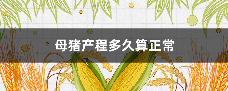 母猪产程多久算正常（母猪产程一般几个小时）