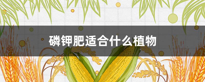 磷钾肥适合什么植物（氮磷钾肥适合什么植物）