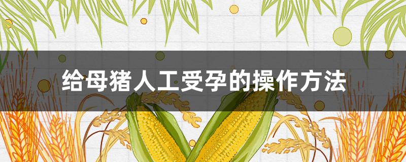 给母猪人工受孕的操作方法 人工给猪受孕过程