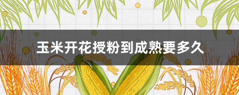 玉米开花授粉到成熟要多久（玉米开花授粉到成熟要多久时间）