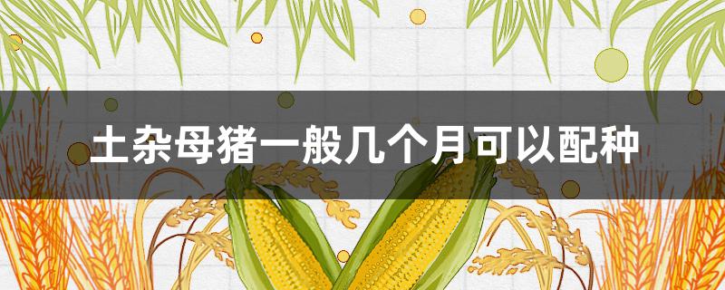 土杂母猪一般几个月可以配种（土杂猪公猪什么时候能配种?）