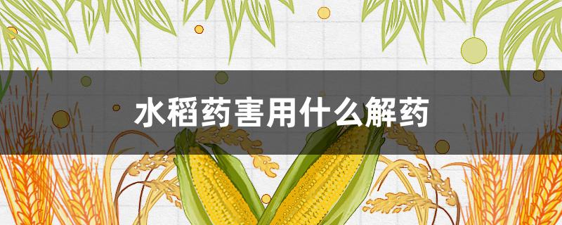 水稻药害用什么解药 水稻药害用什么解药快