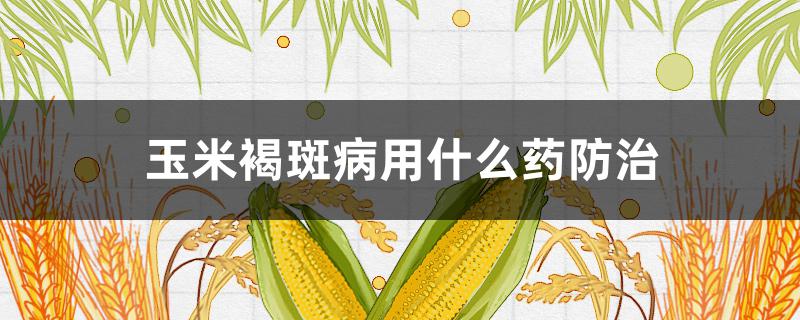 玉米褐斑病用什么药防治 玉米褐斑病用什么药防治好