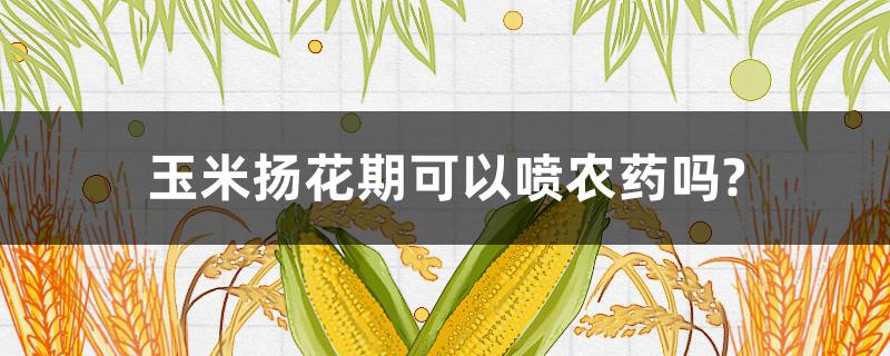 玉米扬花期可以喷农药吗? 玉米扬花期可以喷虫子药吗