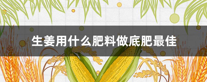 生姜用什么肥料做底肥最佳 种姜用什么做底肥料好