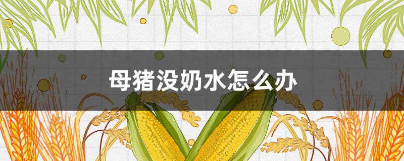 母猪没奶水怎么办 母猪生仔没奶水怎么办