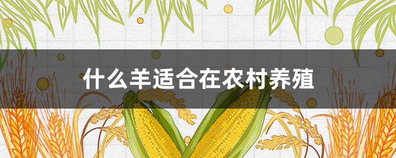 什么羊适合在农村养殖 适合养殖的羊