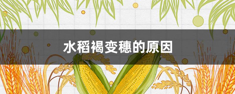 水稻褐变穗的原因(水稻褐变穗病)