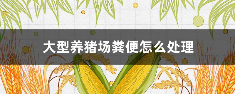 大型养猪场粪便怎么处理（养猪场的粪便处理）