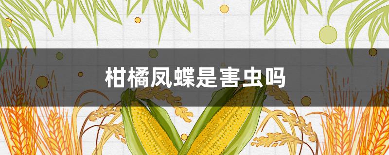 柑橘凤蝶是害虫吗（柑橘凤蝶成虫）