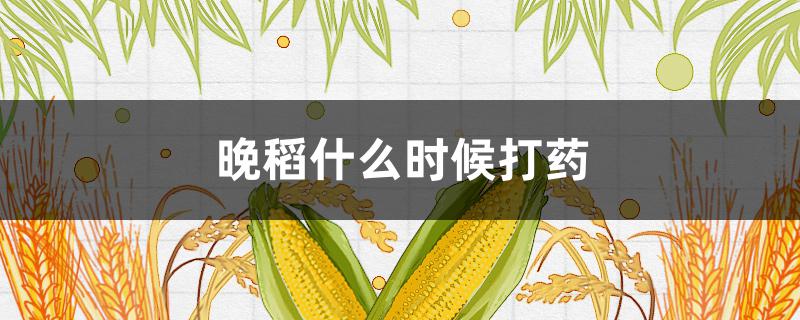 晚稻什么时候打药 今年晚稻什么时候打药