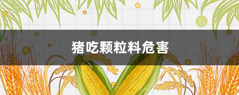 猪吃颗粒料危害（猪吃颗粒饲料好吗）