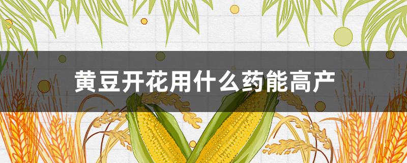 黄豆开花用什么药能高产（黄豆打什么药能够高产）